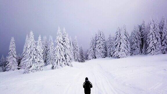 走进白雪覆盖的森林