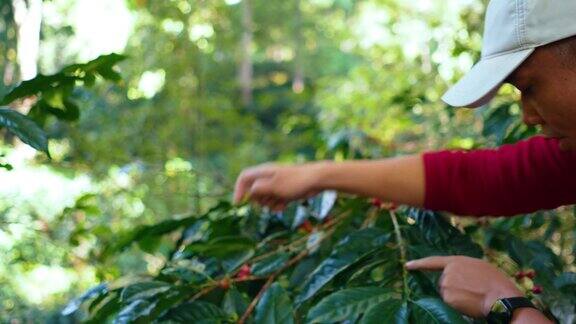 咖啡农轻轻地从他农场的咖啡树上采摘成熟的咖啡樱桃