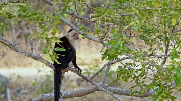 一只僧帽猴在树上