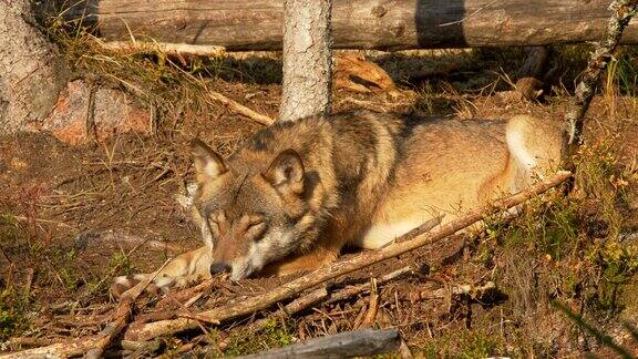 欧亚狼在野外睡觉
