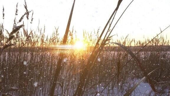 夕阳下的白雪衬托下芦苇在风中摇曳美丽的降雪自然背景风中芦苇冬季景观超减4k相机向右移动