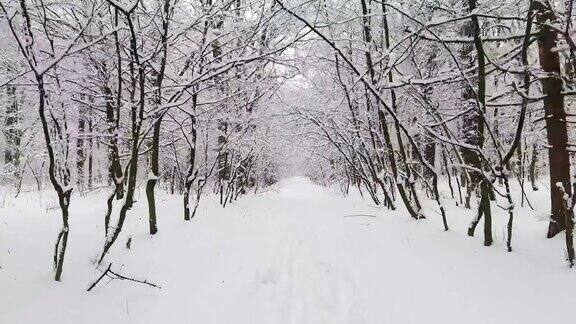 雪中的冬日森林