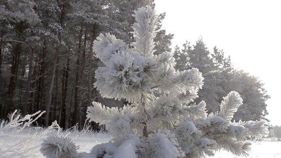雪中的冬日森林