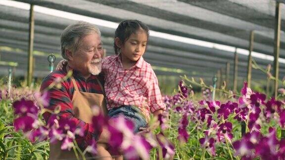爷爷和孙女带着幸福的心情漫步在兰花农场人与养花理念