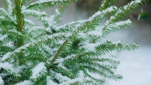 常绿冷杉生长在冬季雪天的森林里