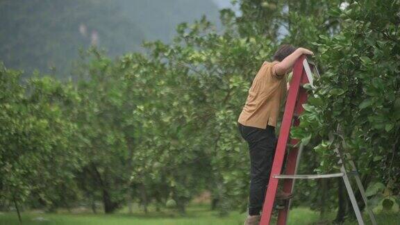 亚洲中国女农民从果树摘柚子在他的种植园收获爬梯子
