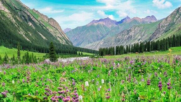 美丽的鲜花和新疆的山景