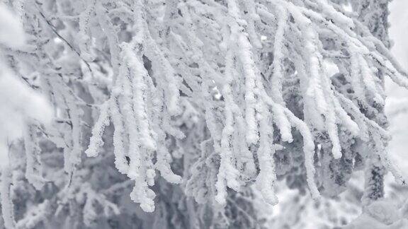 结了冰的白枝上覆盖着霜