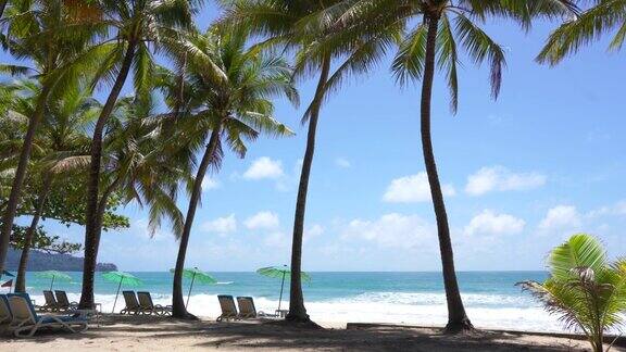 热带棕榈树岛的夏日天堂旅游度假度假