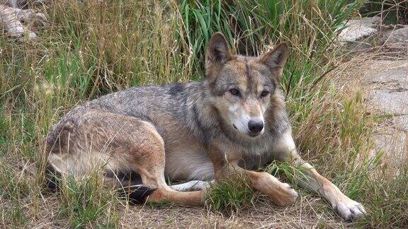 西伯利亚狼躺在草地上