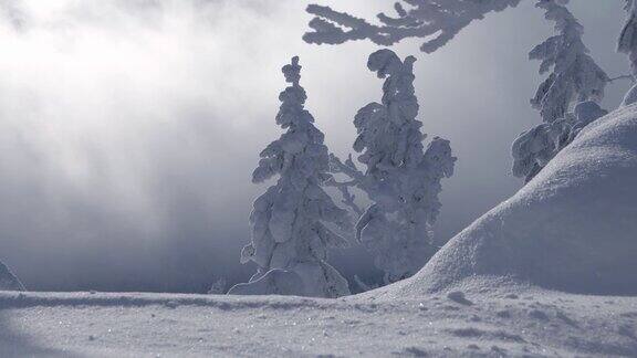 白雪皑皑的森林背景下掠过的雾太阳穿过稍纵即逝的云暴雪的做法结了霜的树枝在风中摆动