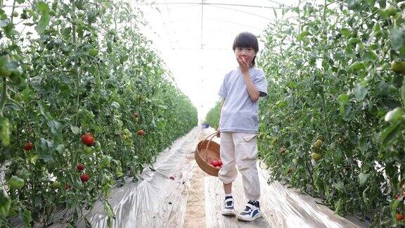 中国男孩在菜地里摘西红柿