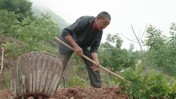 农民们正在收割土豆