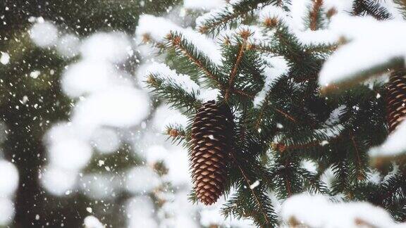 大雪纷飞的圣诞松树林冬日风光
