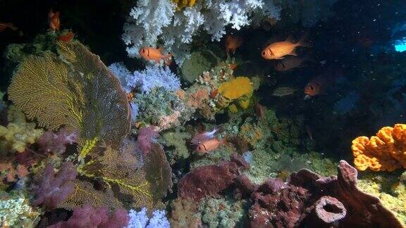 斐济彩虹礁的洞穴里有松鼠和海扇