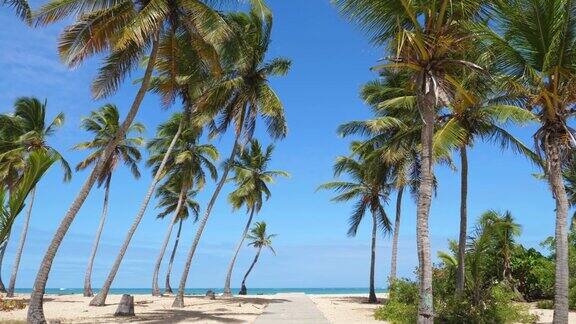 热带海岸上的椰子树澳门海滩多米尼加共和国