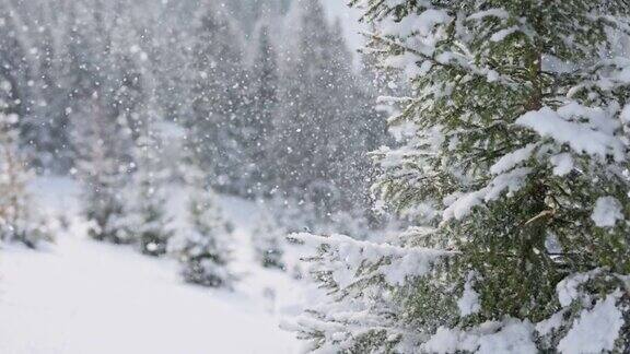 风把雪从冷杉树上吹下来冬天的自然概念冬天在森林和山区慢动作