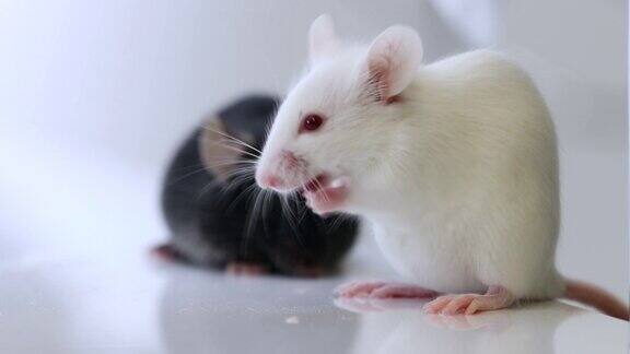 实验室的老鼠