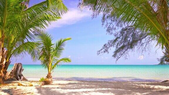 有椰子树的夏日海滩