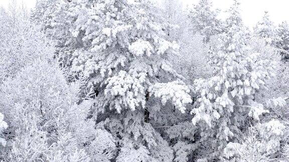 俄罗斯的冬天树枝上覆盖着雪帽白色的树干和树枝都被白雪覆盖是大自然的背景