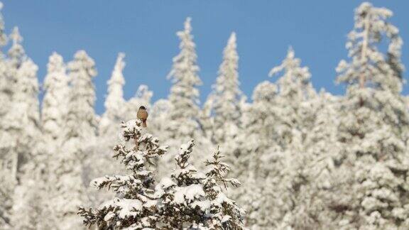 在Kuusamo附近的一个阳光明媚的日子里西伯利亚松鸦Perisoreusinfausus坐在一棵雪树的顶部