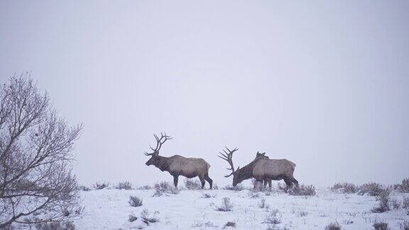 公牛麋鹿在山顶上因为下雪他们都跛着脚走路