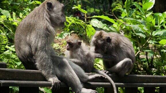 巴厘岛森林里的猴子