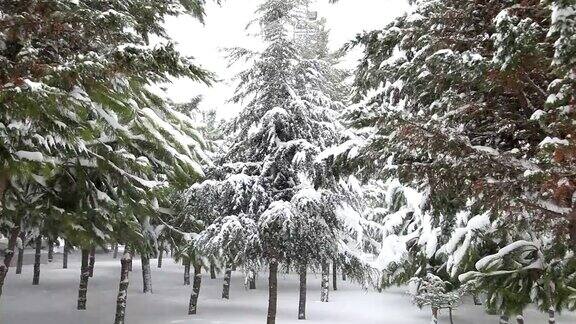 雪和松树