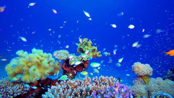 海洋珊瑚花园