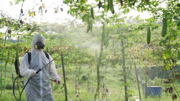 一位亚洲华人女农民穿着防护服在农场喷洒苦地植物进行消毒