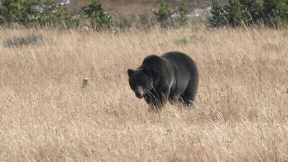 一只大灰熊正在接近黄石公园