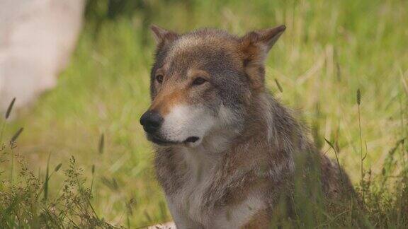 美丽的大灰狼在森林里草地的阴影下休息