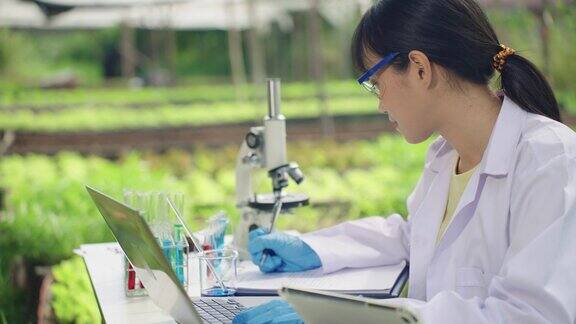 亚洲女植物学家在生菜试验田摇动蔬菜和土壤种植在土壤中没有任何化学物质