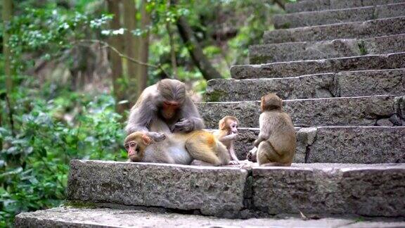 猴子妈妈为她的孩子们寻找虫子