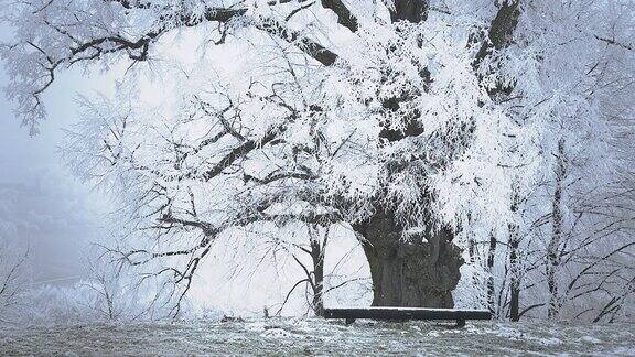 HD:冬天的树和长凳