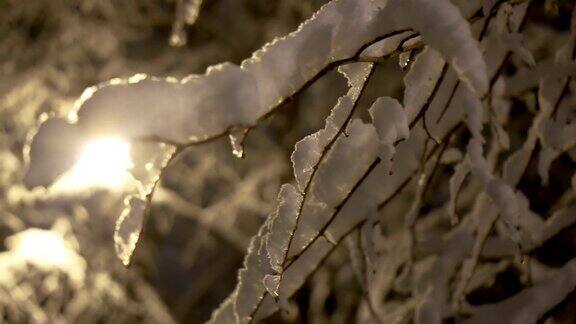 晚上树上的雪