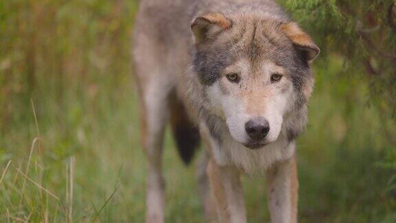 受惊的老灰狼在森林里寻找对手或寻找食物