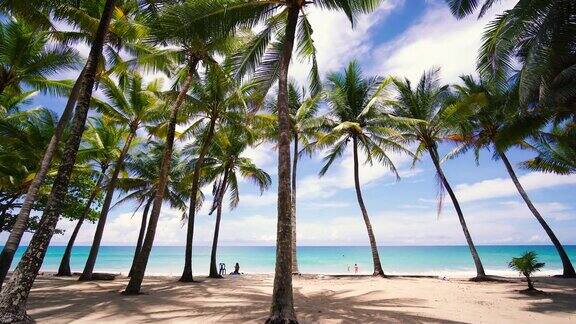 热带棕榈树岛夏季天堂风景优美的海滩大海自然家庭度假背景