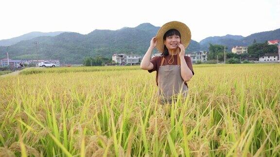 一位亚洲农妇在成熟的稻田里用手机与顾客联系