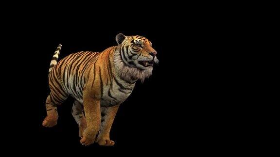 一只老虎在黑色背景上运行在视频结束时包含alpha通道3D动画透视视图动画动物无缝循环动画
