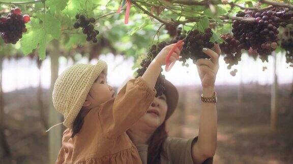 奶奶和孙女在葡萄园里摘葡萄