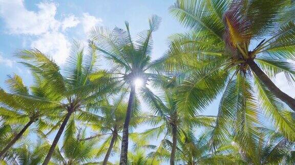 热带海景椰子树景观热带海滨背景副本的空间