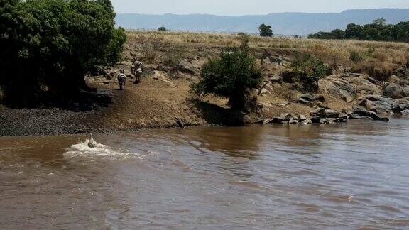 几只斑马安全地穿过肯尼亚的马拉河