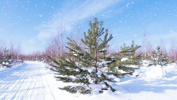 雪落在冬季森林里的雪道上缓慢的运动路路小路