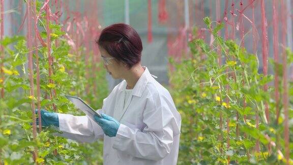 农业科学家正在检查温室里的甜瓜植株的质量并进行分析