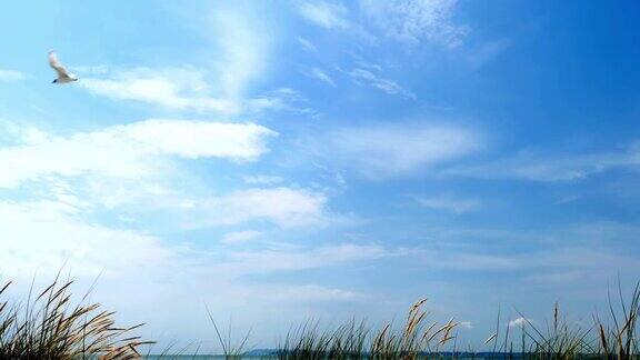 海鸥蓝天沙丘和长草