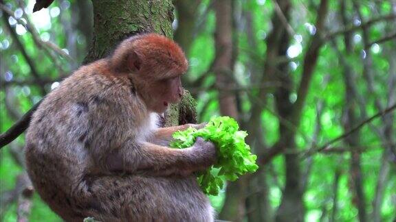 巴巴里猴子在树上吃沙拉