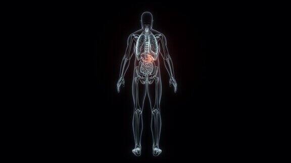 人类胆囊的3D渲染医学动画胆囊x光片