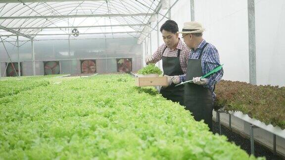 企业家在水培农场工作蔬菜在温室里生长