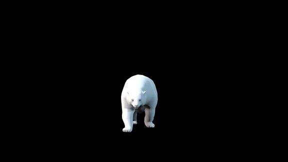 3D逼真北极熊缓慢行走无缝循环与前视图与黑色背景4k60fps白熊行走动画包括在剪辑与阿尔法哑光结束